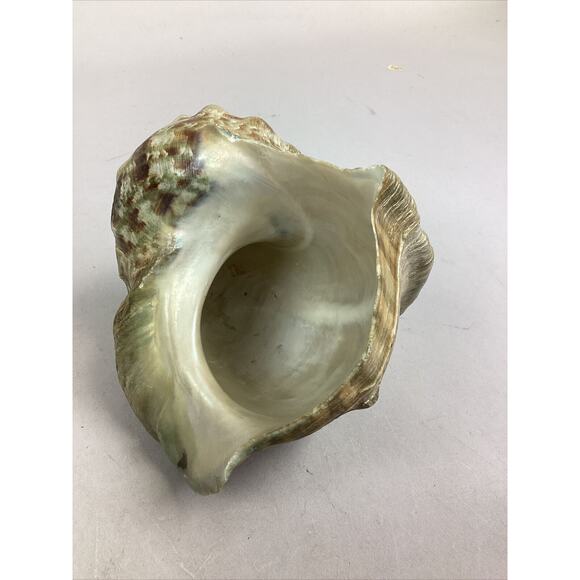 Medium-Large Sized Natural Conch Seashell - Picture 4 of 6